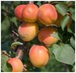 Apricot Trees