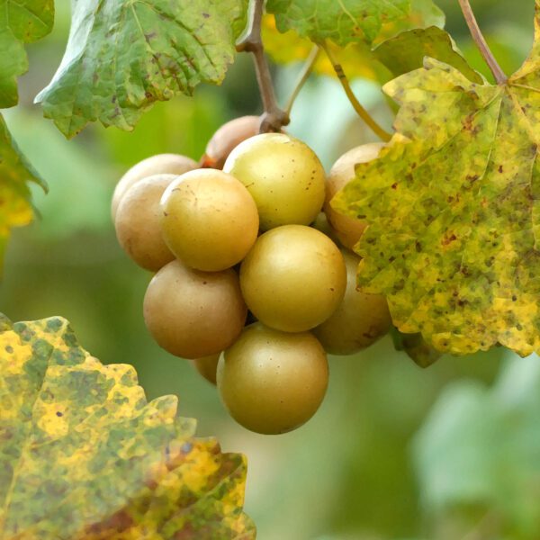 Late Fry muscadine. Bronze-self-fertile. Latest ripening muscadine.