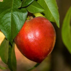 Snow Queen Nectarine Tree - I/O