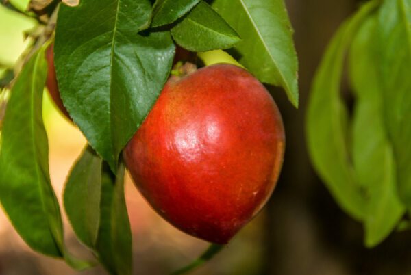 Snow Queen Nectarine Tree.  Large, freestone. Fast growing. Very sweet. Zones 7-10.