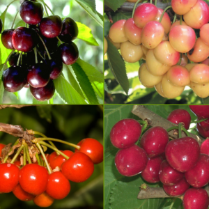 Cherry Combination Tree.