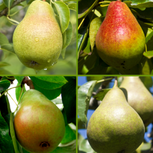 Combination Fruit Trees