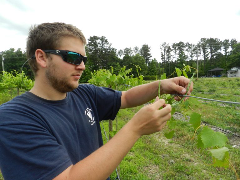 Grapevine Agricultural Ties Ison's Nursery & Vineyard