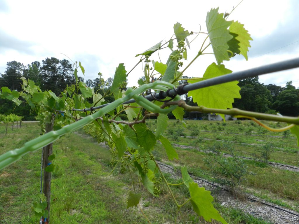 Grapevine Agricultural Ties Ison's Nursery & Vineyard