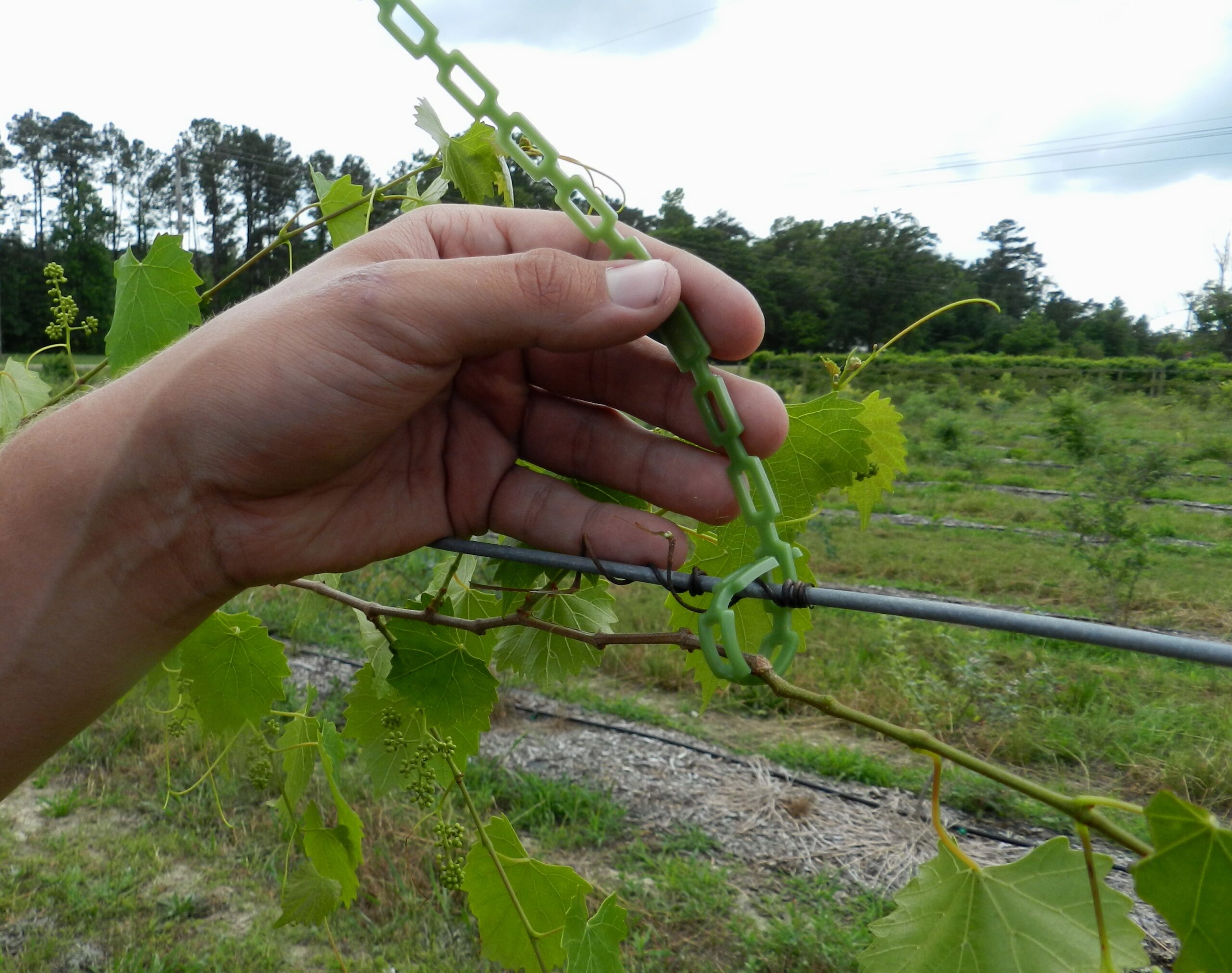 Ag Tyes used for training vines to wire.