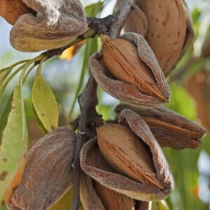 All In One Almond Tree. Soft shelled and very sweet. Great for home orchard. Heavy bearer. 500 chill hours. Zones 5-9.