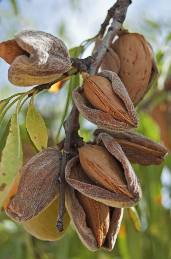 All In One Almond Tree. Soft shelled and very sweet. Great for home orchard. Heavy bearer. 500 chill hours. Zones 5-9.
