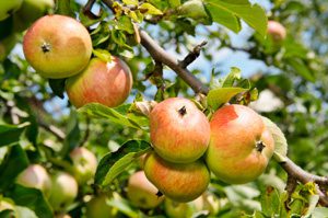 Anna Apple Tree