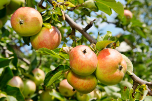 Gala Apple Tree - Ison's Nursery & Vineyard