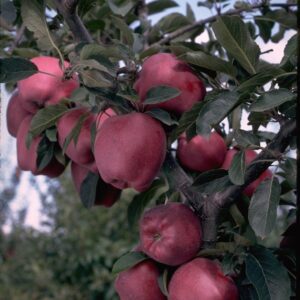 Arkansas Black Apple Tree