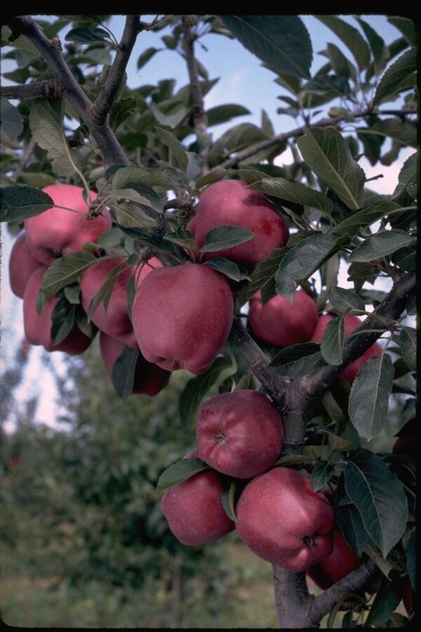 Arkansas Black Apple Tree. Pollinator. Medium fruit. Flesh is Firm, white, juicy and crisp. Resistant to cedar apple rust. Ripens Oct-Nov. Zones 5-8. Code C.