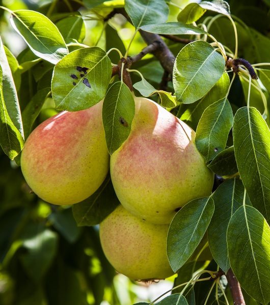 Pineapple Pear Tree. Self fertile. Large fruit. Crisp flesh with pineapple-like flavor. Good for deep south. Fireblight resistant. Ripens in Aug. 150 chill hours. Zones 4-9.