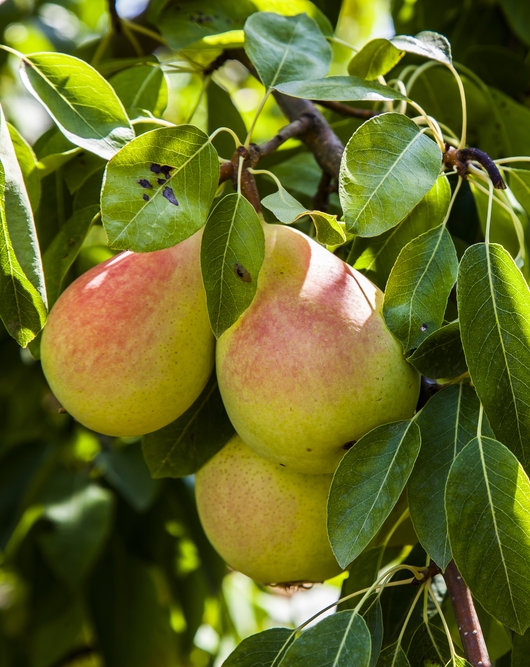 Moonglow Pear Pollination Chart