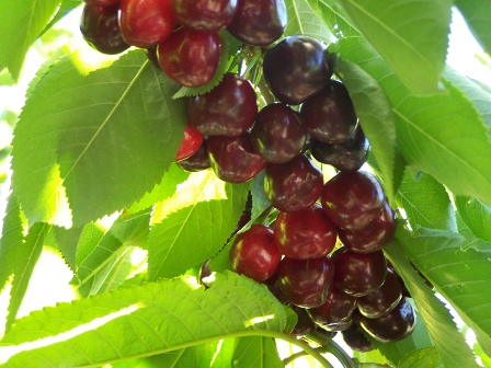 Bing Cherry Blooms