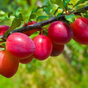 Beauty Plum Tree. Self fertile. Large Japanese plum. Strong vigorous tree. Ripens early June. Zones 5-9.