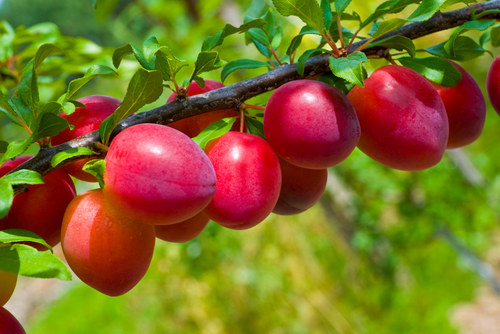 Beauty Plum Tree. Self fertile. Large Japanese plum. Strong vigorous tree. Ripens early June. Zones 5-9.