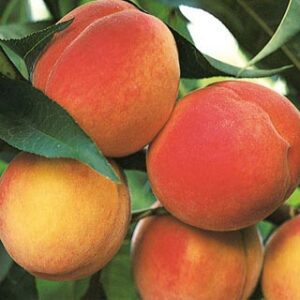 Bell of Georgia Peach Tree. Freestone. Large fruit. A favorite. Heavy producer, Great flavor. Ripens in July. 800 chill hours. Zones 5-8.