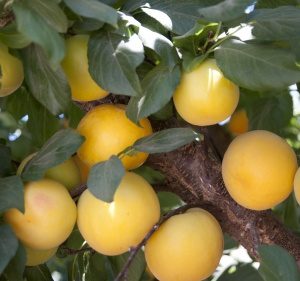 Hybrid Fruit Trees