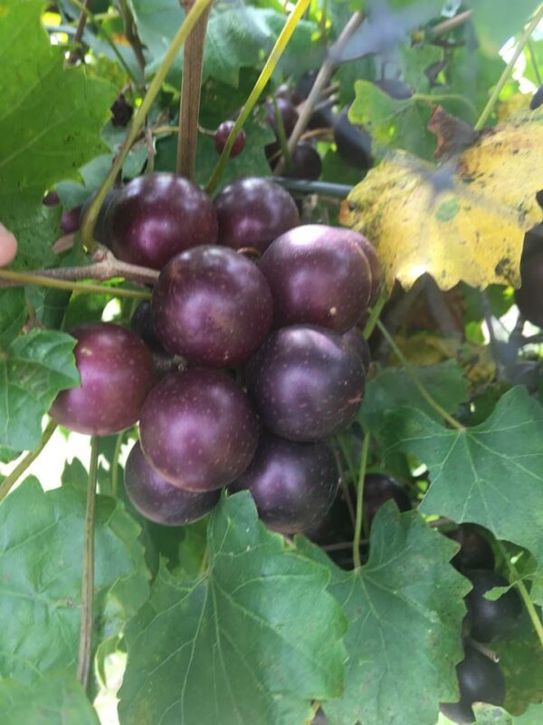 Big Red Cluster_Isons Nursery_2018