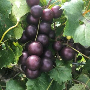 Big Red Muscadine