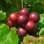 Big Red Muscadine. Female. Huge grapes. 20% sugar.