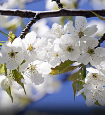 Black Tartarian Cherry Tree Pollination Chart