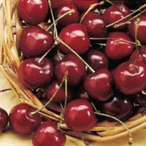 Bing Cherry Tree