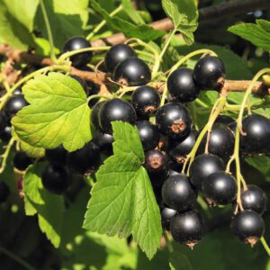 Crandall Black Currant