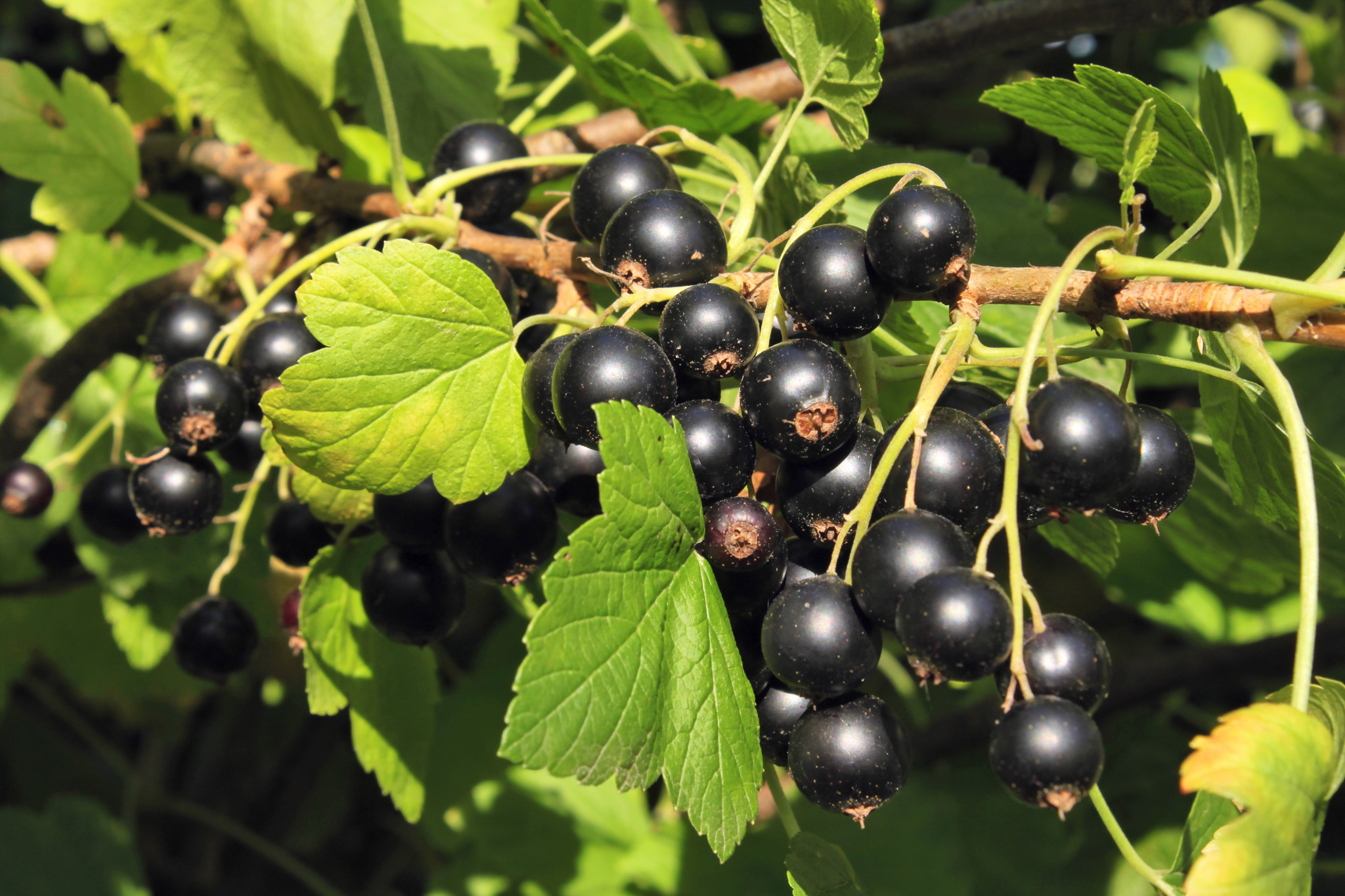 Crandall Black Currant