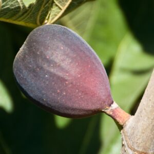 Black Mission Fig. One of the most popular figs. Medium to large, pear shaped fruit. Flesh is strawberry colored and good flavor. Good for fresh eating or dried fruit.