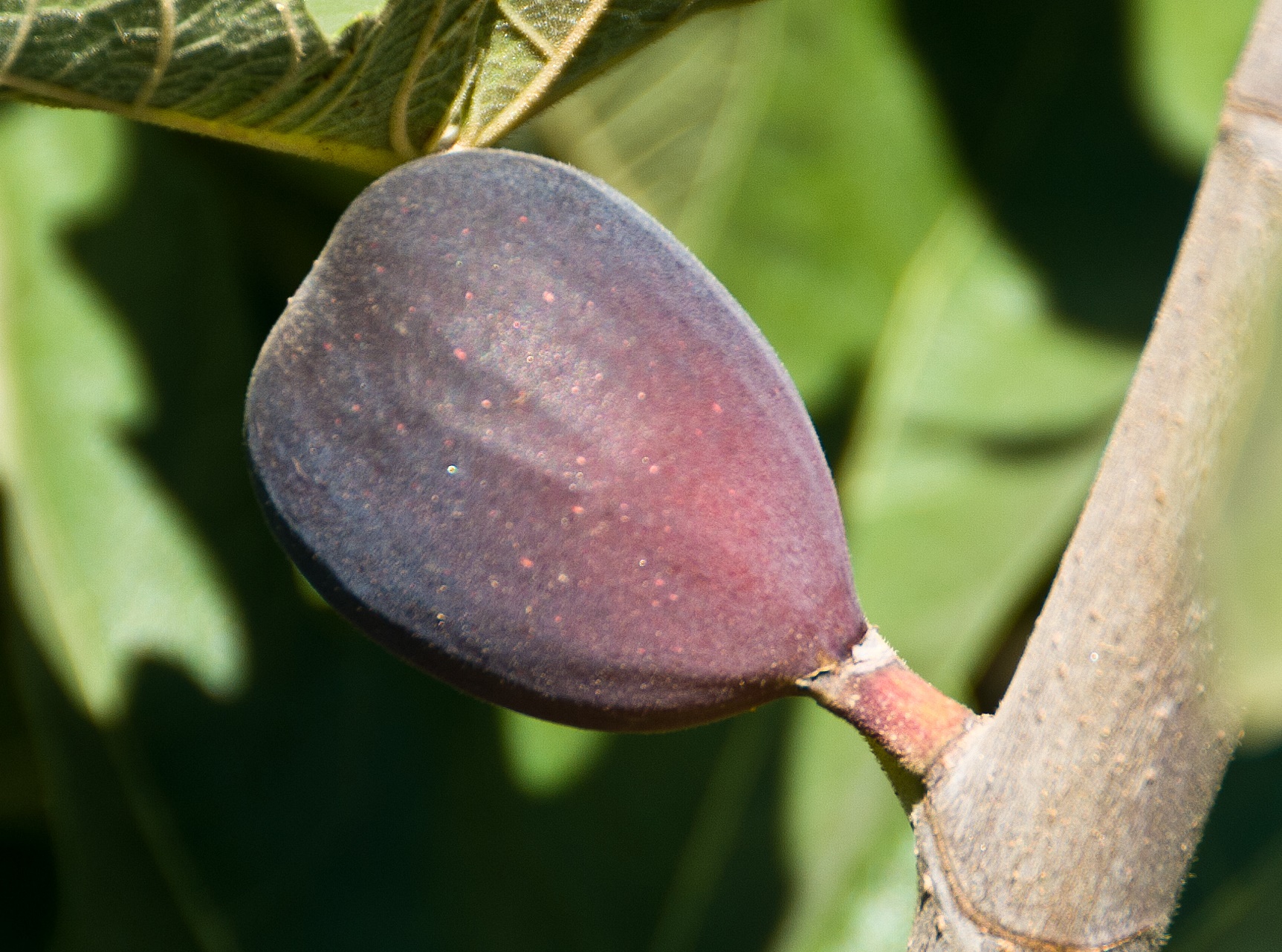Black Mission Fig. One of the most popular figs. Medium to large, pear shaped fruit. Flesh is strawberry colored and good flavor. Good for fresh eating or dried fruit.