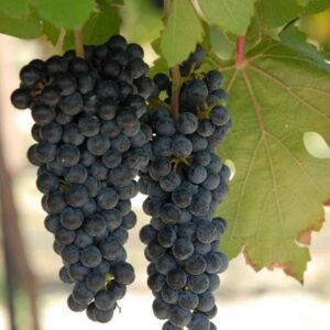 Black Spanish Bunch Grape. Produces large cluster of small to medium fruit. Vigorous vine. Resistant to pierce disease. Wine made with it similar to Merlot or Cabernet. Ripens Aug-Sept. Zones 6-10.