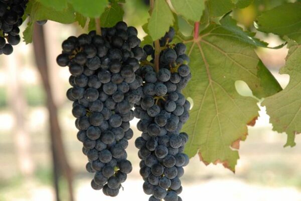Black Spanish Bunch Grape. Produces large cluster of small to medium fruit. Vigorous vine. Resistant to pierce disease. Wine made with it similar to Merlot or Cabernet. Ripens Aug-Sept. Zones 6-10.