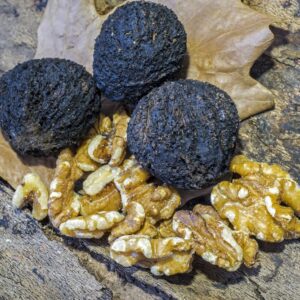 Black Walnut Tree. Self-fertile. Large nuts. Zones 5-9.