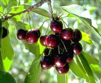 Black Tartarian Cherry Tree. Pollinate with Stella. Fruit is sweet and juicy. Large heart shaped. cherries. 900 chill hours. Zones 4-8.