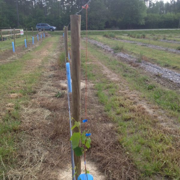 BlueX Plant Shelters Ison's Nursery & Vineyard