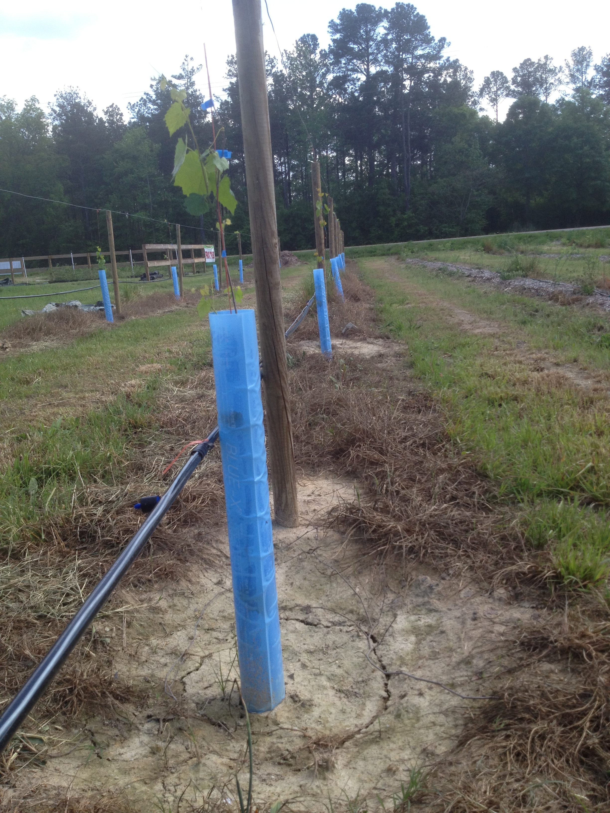 BlueX Plant Shelters Growing Supplies Ison's Nursery & Vineyard