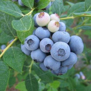 Brightwell Blueberry. Early season. Average size. Zones 6-9.