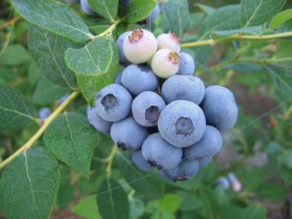 Brightwell Blueberry. Early season. Average size. Zones 6-9.