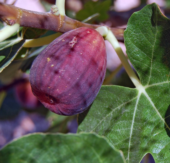 Brown Turkey Fig Tree. One of the best eating figs. Heavy producer. Medium to large size. Sweet and tender. 100 chill hours. Zones 6-9.