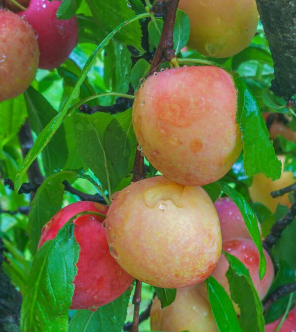 Burbank Plum Tree. Large plums. Sweet yellow flesh. Bears early with high yields. Ripens early to mid July. 400 chill hours. Zones 5-9