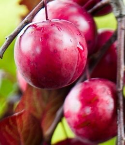 Burgundy Plum Tree. Self fertile. Medium Japanese plum. Very sweet. Small pit. Ripens early July. 250-350 chill hours. Zones 5-9.