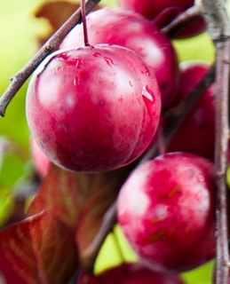 Burgundy Plum Tree 4-5', Fruit Trees