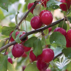 Callaway Crabapple Tree