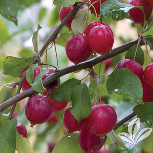 Amoore Sweet Nectarine Tree - Stark Bro's