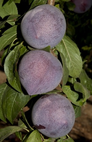 Candy Heart Pluerry. Japanese plum and sweet cherry in its parentage, is a taste-test proven treat for fruit lovers. Very sweet, with a wonderfully unique flavor. This variety has an extended hang time, reaching peak ripeness around mid-August . Pollinate with Sweet Treat Pluerry. 500 chill hours. Zones 6-9.