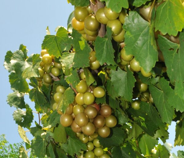 Carlos muscadine on the vine.