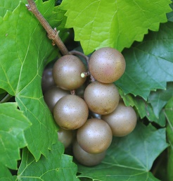 The Carlos muscadine is the standard for white muscadine wine.
