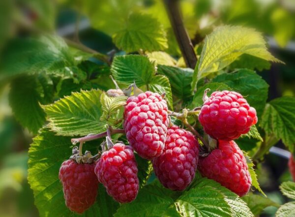 Caroline Red Raspberry. Produces heavy crops of large berries. Ripens in June and Sept. Zones 5-8.