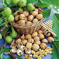 Carpathian English Walnut Tree Ison S Nursery Vineyard Carpathian English Walnut Grows To 40 60 Bears In 5 Years